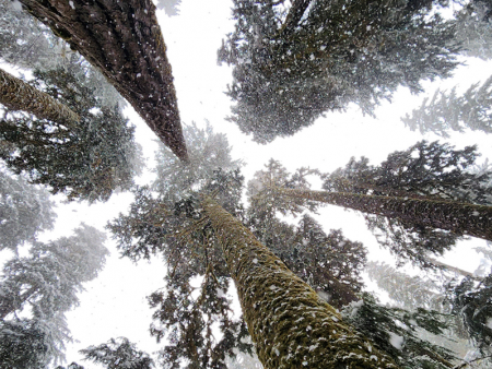 Photo looking up to the tree tops by Dusty Bookhamer