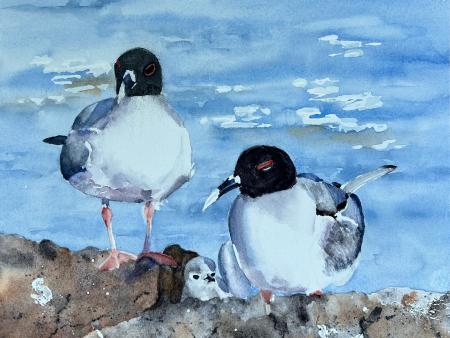 Patricia Nash - Swallow-tailed Gulls, Galapagos