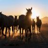 Horses with sunset and mountains behind them.