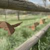 ACC Art on the High Line Canal Trail (wooden birds hanging on a wooden fence)