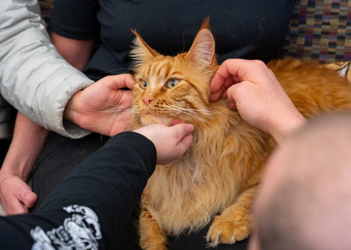Cat from Denver Pet Partners with hands of ACC students at the Littleton Campus.