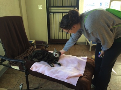 Amanda petting cat