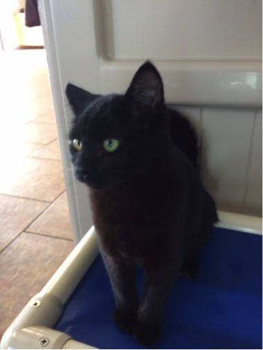 black cat