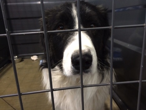 Dog available for adoption from the Humane Society.