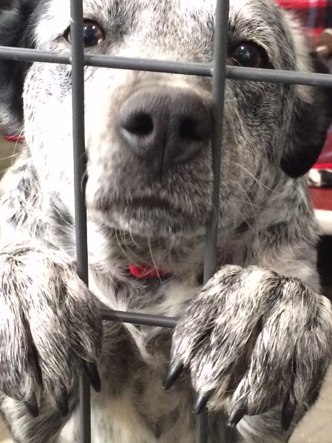 Close-up of dog
