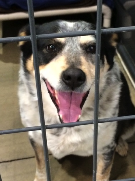 Another dog ready to find its forever home.