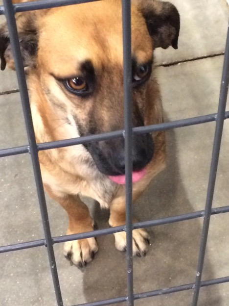 Another available dog at the Humane Society