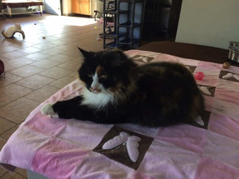 vital-tortie-cat