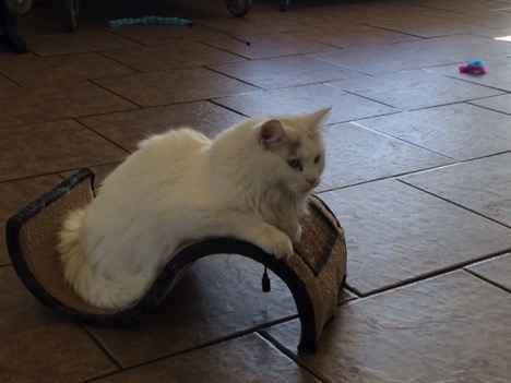 White cat on scratching post