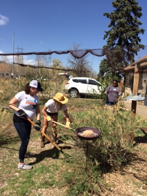 Rebecca from Veterans Services removes invasive grasses along the perimeter of the bird garden.