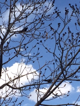 birds in tree